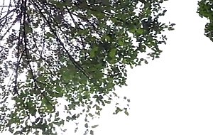  11 18 12ca