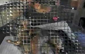 Brazilian tranny taking stiff meaty dong inside