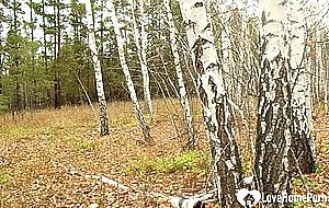 Fucking my stepmom during a nice walk