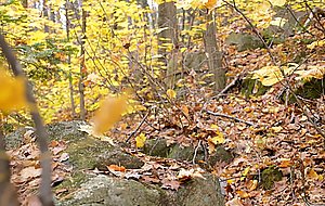 Redhead suck and fuck in the great outdoors