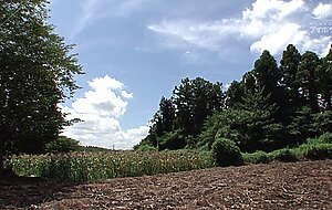 Ipzz-283 when i met my cousin again after a long time, i couldn't control my rationality due to her