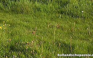 Hollandschepassie, lorena hardcore dutch