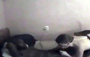 Girlfriend lickes to suck her bf's black dick