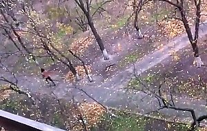 Amateur couple caught fucking outdoors